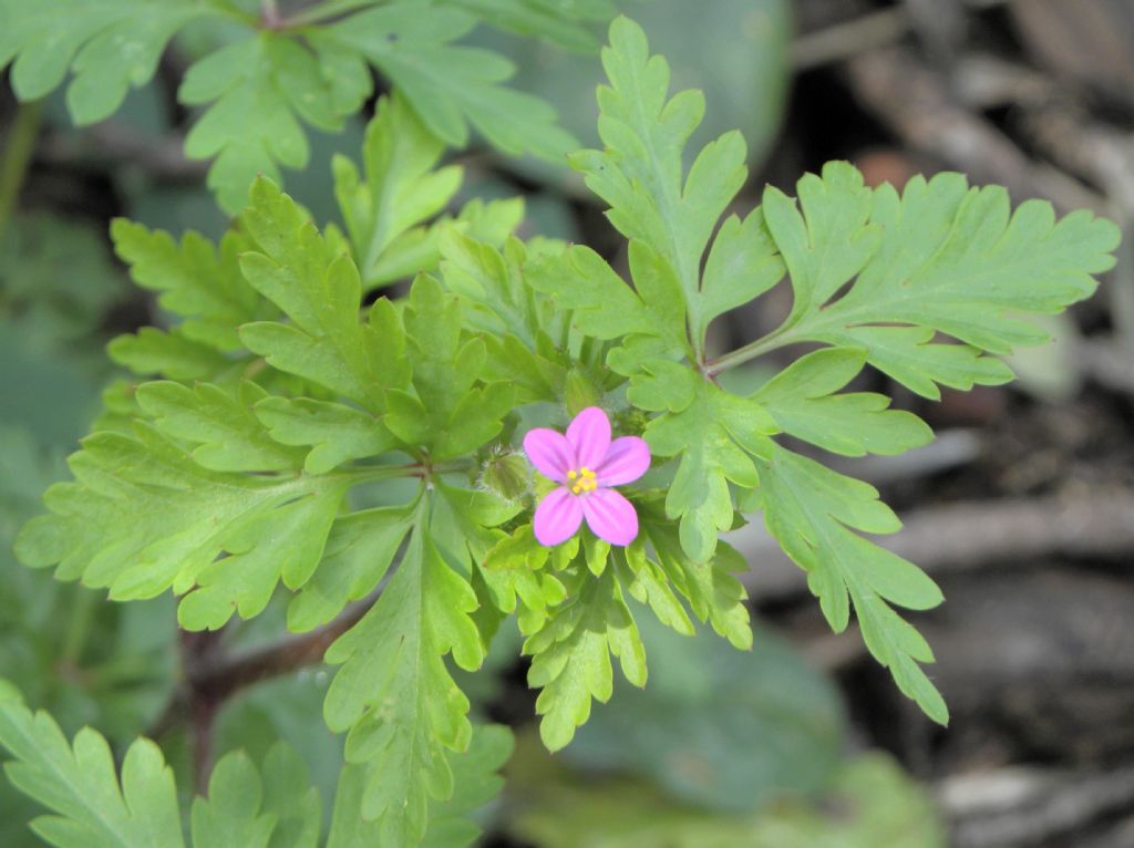 Geranium purpureum? S !